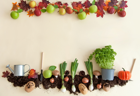 Autumn fruits growing from earth patch with apple orchard frameの写真素材