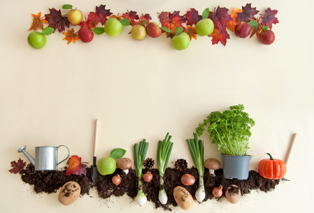 Autumn fruits growing in soil patch with apple orchard frameの写真素材