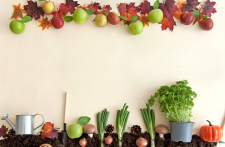 Autumn fruit garden apple orchard backgroundの写真素材