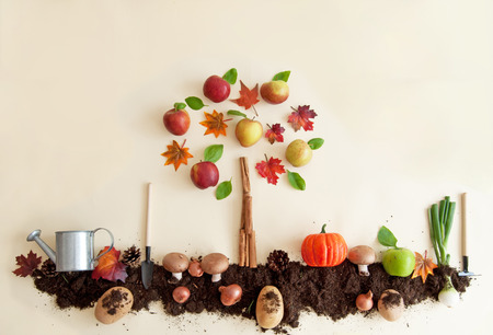Autumn fruits growing in soil patch with apple treeの写真素材