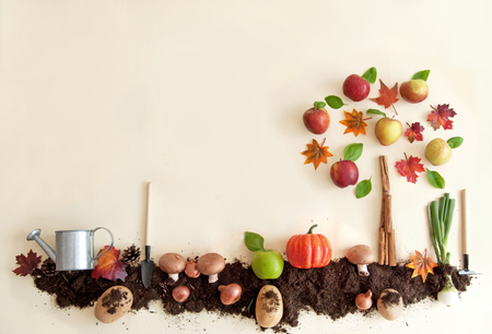 Autumn fruits growing in soil patch with apple treeの写真素材