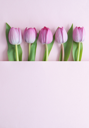 Pink tulips inside a paper fold with spaceの写真素材