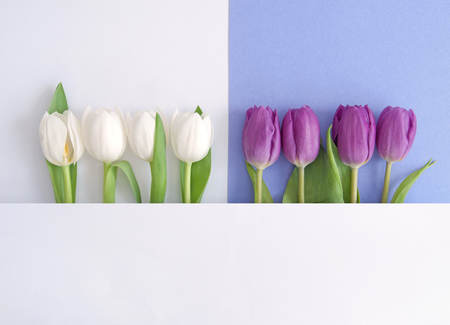 White and purple tulips on a paper backgroundの写真素材
