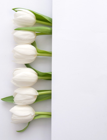 White tulips inside a fold of paper with space for textの写真素材