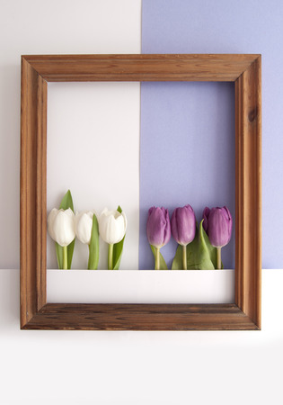 White and purple tulips inside a wooden frame on a paper backgroundの写真素材