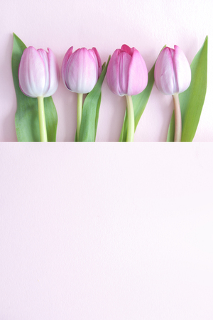 Pink tulips inside a paper fold with spaceの写真素材