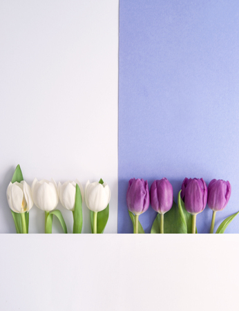 White and purple tulips on a paper backgroundの写真素材