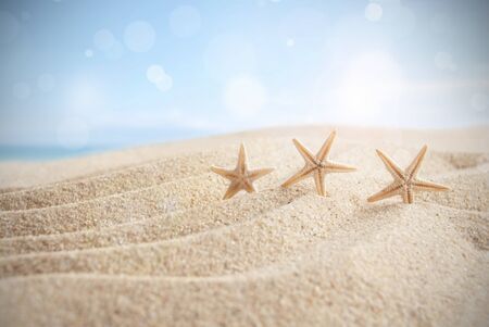 Starfish on a sandy beachの写真素材