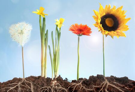 Spring and summer flowers growing in earth with roots exposedの写真素材