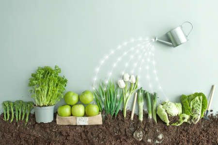Organic green fruits and vegetables garden growth conceptの写真素材
