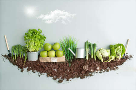 Organic green fruits and vegetables garden growth conceptの写真素材