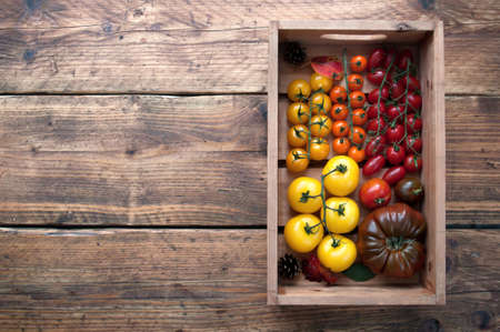 Box of freshly harvested heritage tomatoes including heirlom and beorange