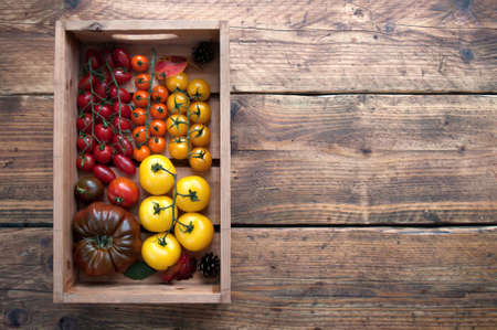 Box of freshly harvested heritage tomatoes including heirlom and beorangeの写真素材