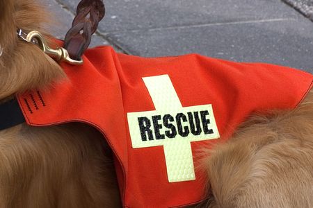 Search and Rescue dog.の写真素材