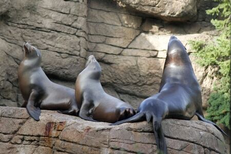 Three Sea Lions or Seals lounging in the sun on a rock.の写真素材