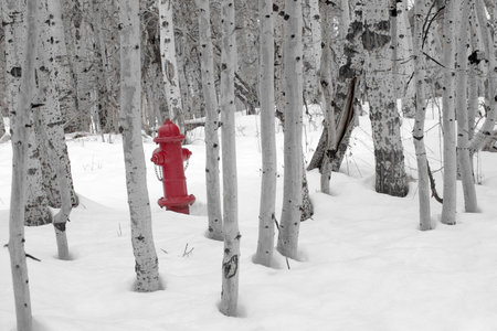 A bright red fire hydrant standing in the snow amongst a grove of barren aspen treesの写真素材