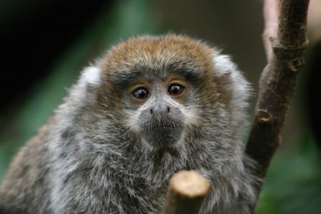 A  Titi monkey photographed at a Central Coast zoo in Californiaの写真素材