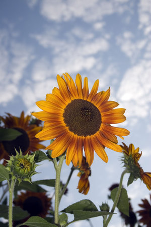 A bright sunflower against a dynamic skyの写真素材