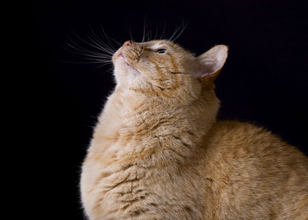 A portrait of a yellow tabby looking upの写真素材
