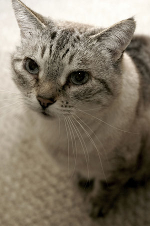 A gray tabby with blue eyes looking upの写真素材