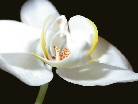A bright orchid against a black backgroundの写真素材