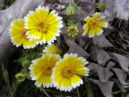 Tidy Tip flowers with pine coneの写真素材