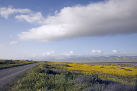 Long road through a yellow fieldの写真素材