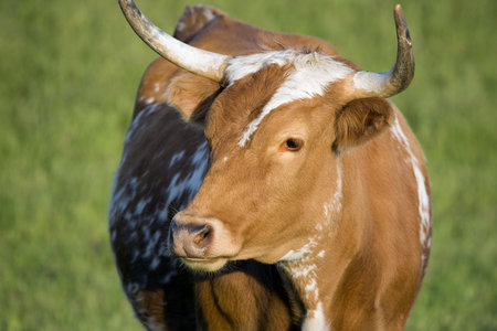Red cow with long hornsの写真素材