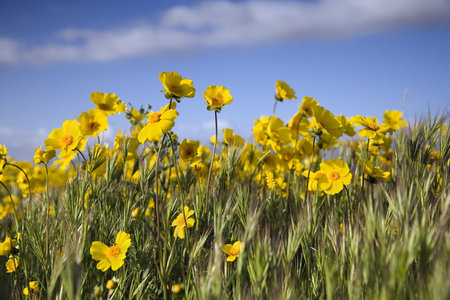 Yellow wildflowers against a bright blue skyの写真素材