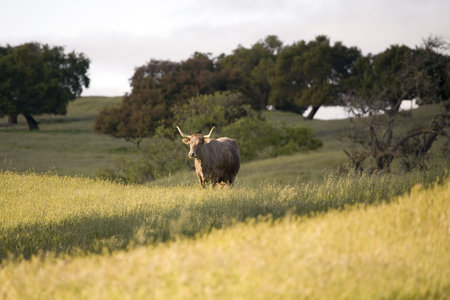 A California country cowの写真素材
