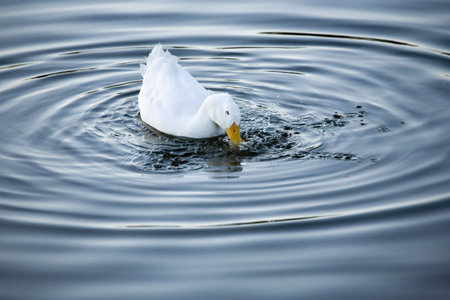 A duck splashes for foodの写真素材