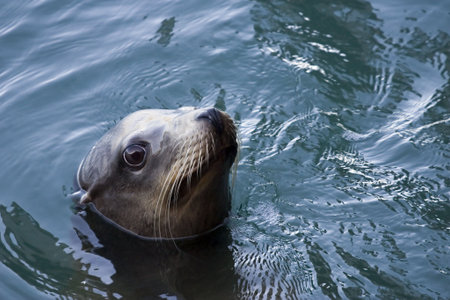 A California Sea Lion pops up for airの写真素材