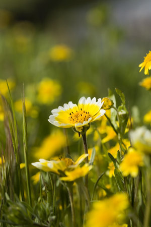 Close-up of Tidy Tip flowers in grassの写真素材