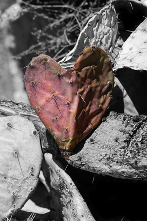 Heart-shaped cactus on a desaturated backgroundの写真素材
