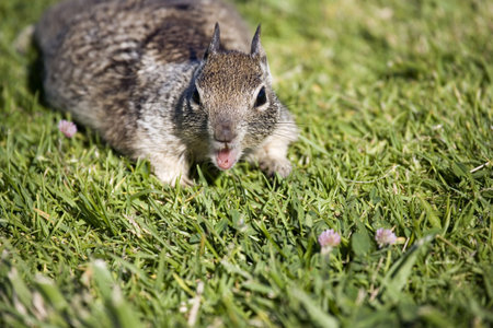 A ground squirrel appears to be chatting with the viewerの写真素材