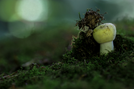 mushroomの写真素材