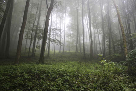 fog forest