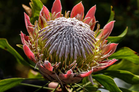 round flowerの写真素材