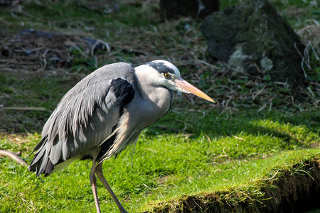 gray storkの写真素材