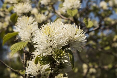 flowerの写真素材