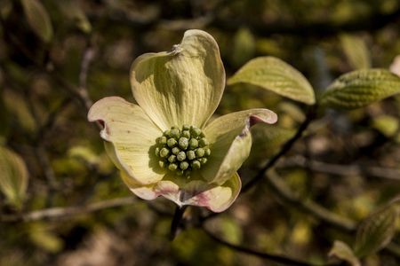 flowerの写真素材