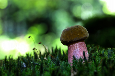 Mushroomsの写真素材