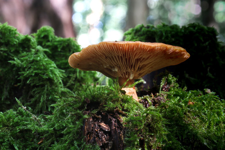 Mushroomsの写真素材