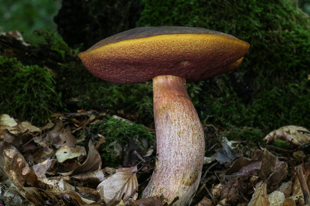 Mushroomsの写真素材