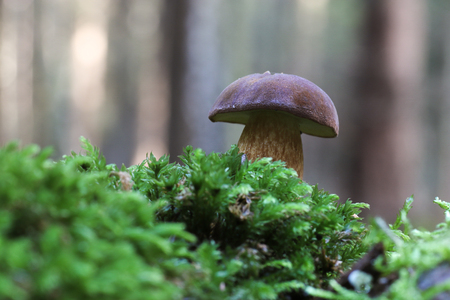 Mushroomsの写真素材