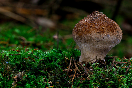 Mushroomsの写真素材