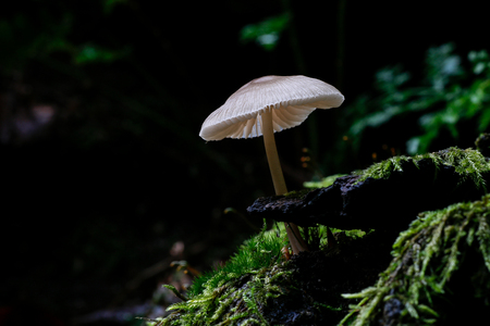 Mushroomsの写真素材