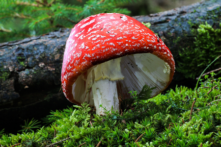 Mushroomsの写真素材