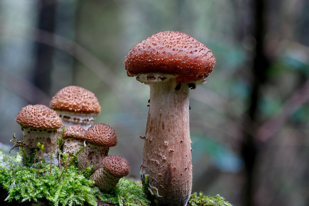 Mushroomsの写真素材