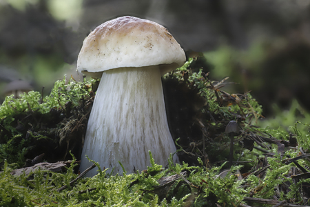 Mushroomsの写真素材